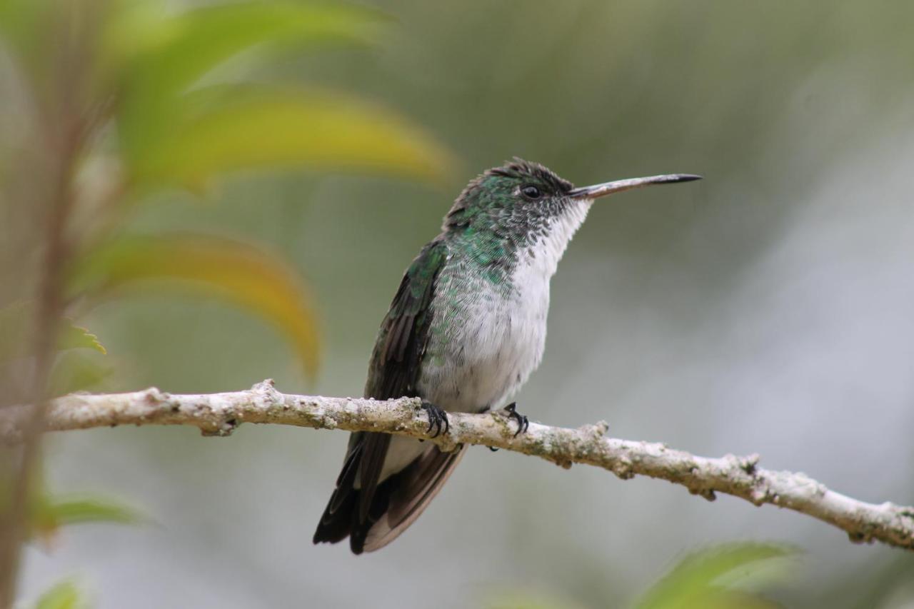 Pousada Colibri Морру-ді-Сан-Паулу Екстер'єр фото